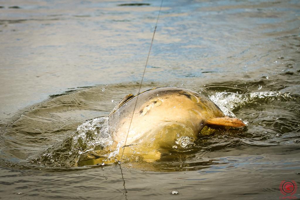 Nu trage pestele din cauza caniculei? Avem solutii!